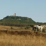Galli *