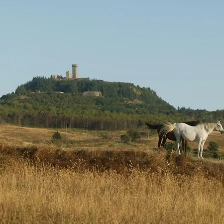 Galli *